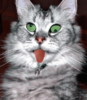 Chat...